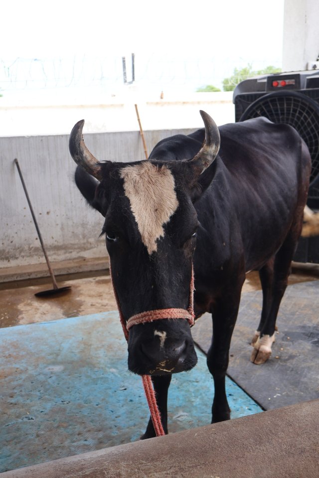 Ganga at Atulya Foundation Gaushala