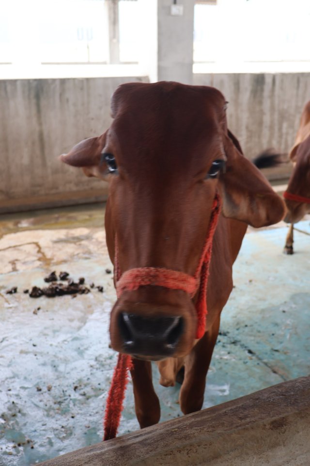 Mahananda at Atulya Foundation Gaushala