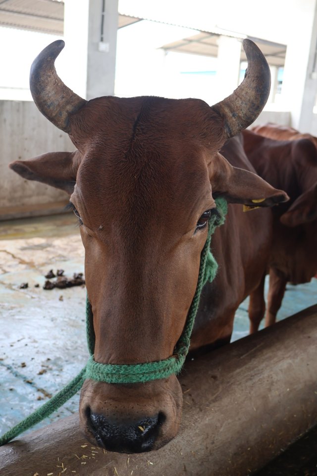 Sabarmati at Atulya Foundation Gaushala