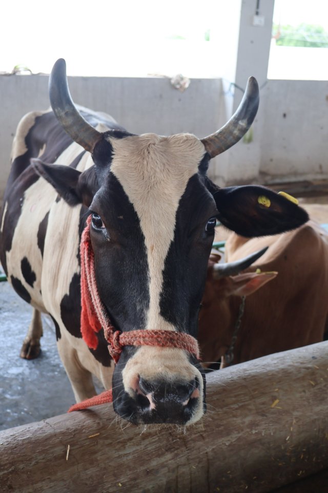 Betwa at Atulya Foundation Gaushala