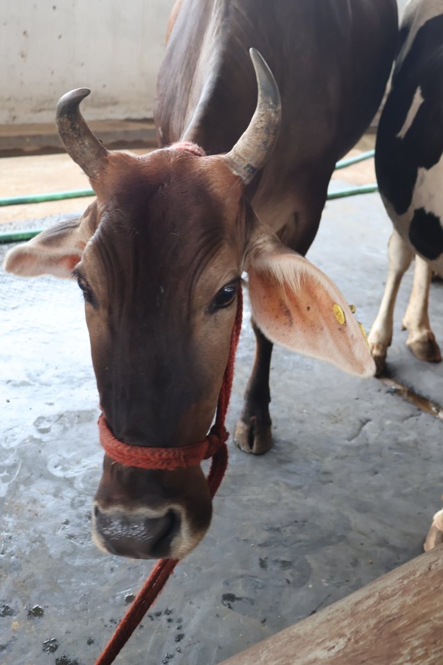 Chambal at Atulya Foundation Gaushala