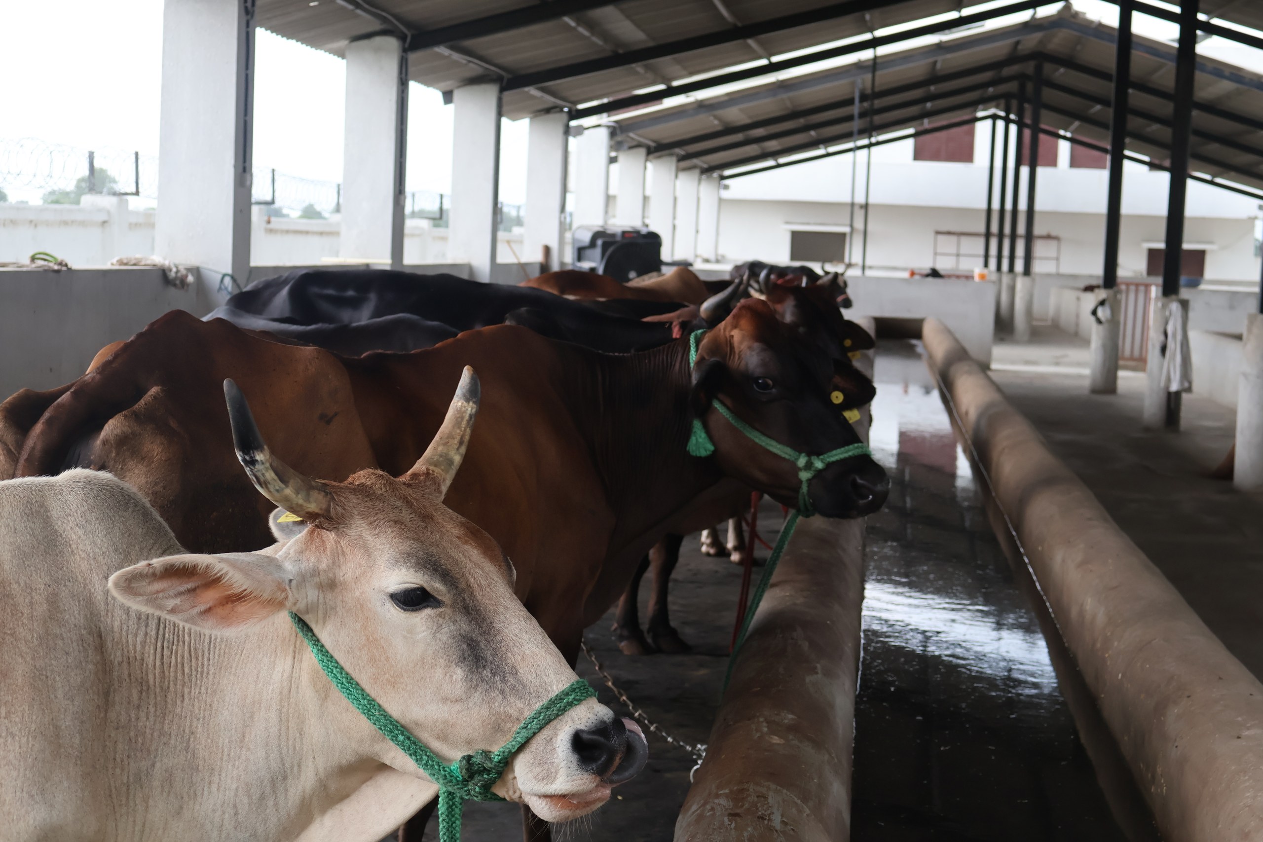 Cows cared for at Atulya Foundation Gaushala
